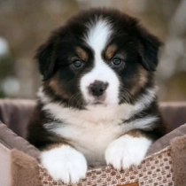 Perros Pastor Australiano en venta