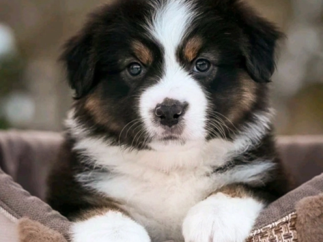 Perros Pastor Australiano en venta