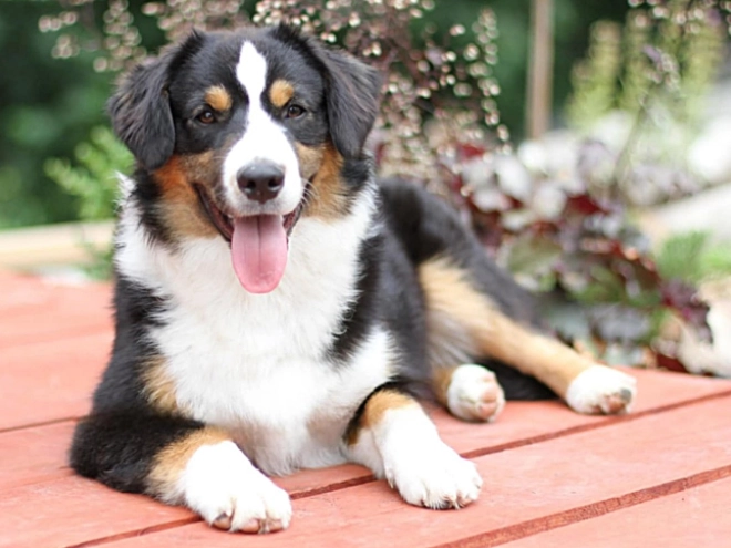 Australian Shepherd Welpe kaufen