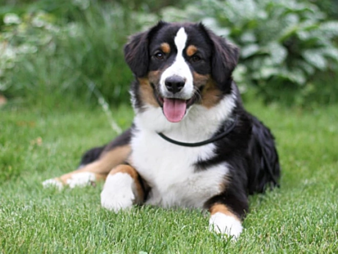 Australian Shepherd Welpe kaufen