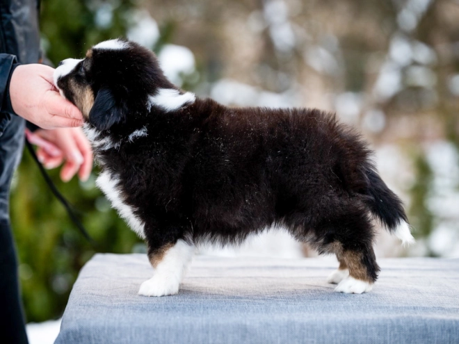 Perros Pastor Australiano en venta