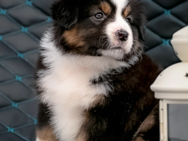 Perros Pastor Australiano en venta
