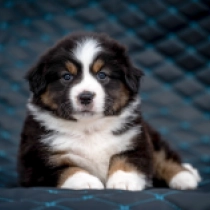 Perros Pastor Australiano en venta