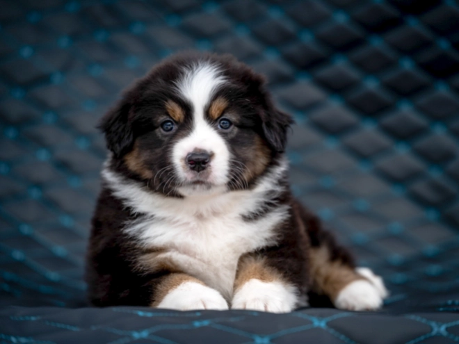 Perros Pastor Australiano en venta