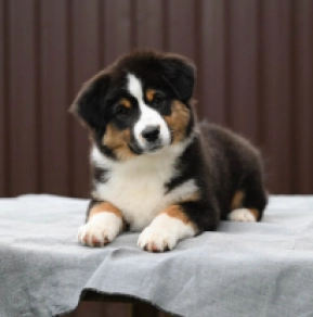 Perros Pastor Australiano en venta