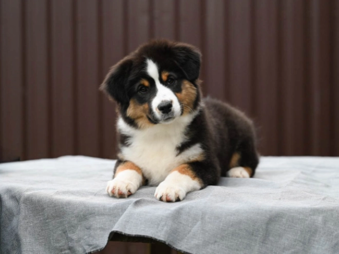 Perros Pastor Australiano en venta