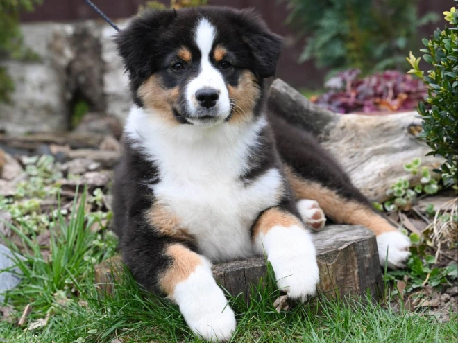 Perros Pastor Australiano en venta
