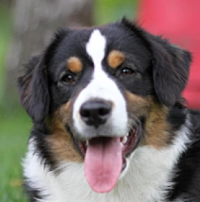 Australian Shepherd Welpe kaufen