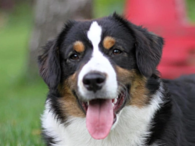 Australian Shepherd Welpe kaufen