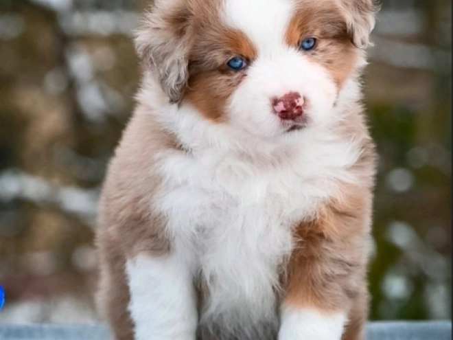 Perros Pastor Australiano en venta