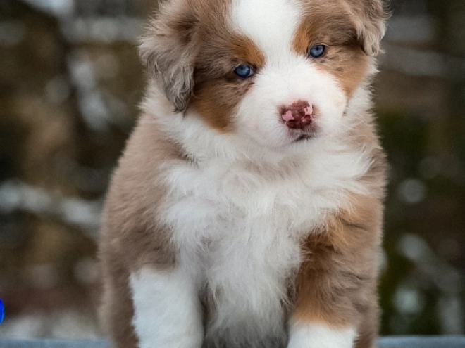 Perros Pastor Australiano en venta