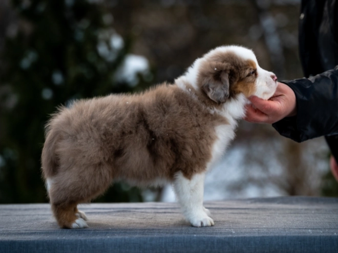 Perros Pastor Australiano en venta