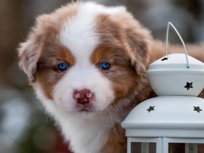 Perros Pastor Australiano en venta