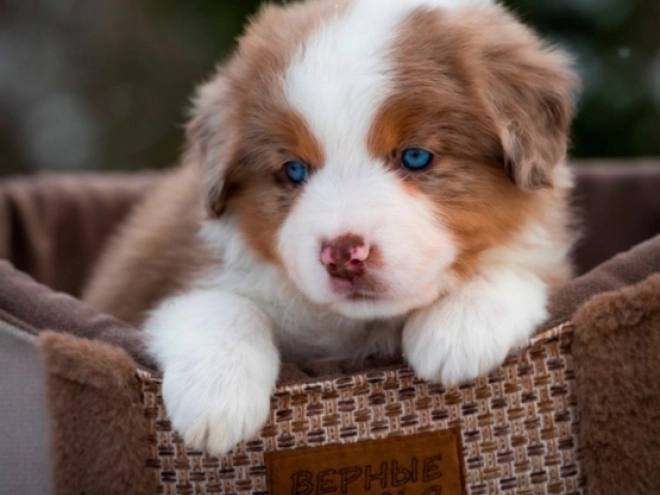 Perros Pastor Australiano en venta