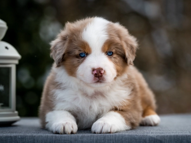 Perros Pastor Australiano en venta