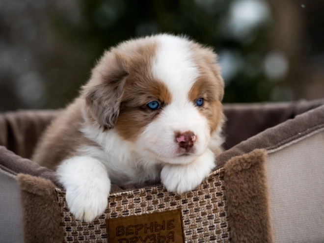 Perros Pastor Australiano en venta
