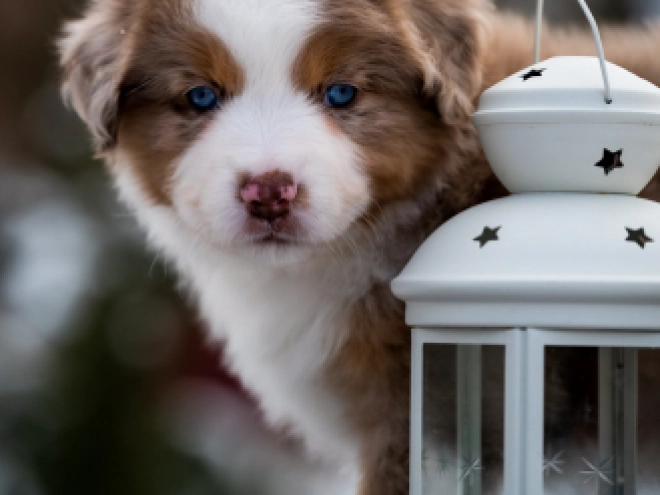 Perros Pastor Australiano en venta