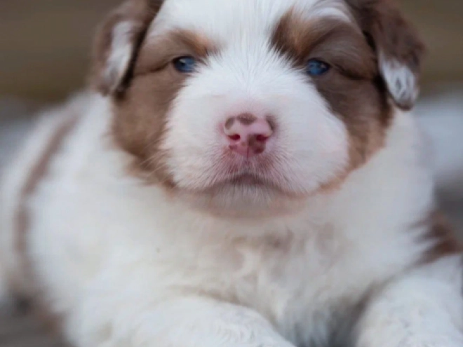 Australian Shepherd Welpe zu verkaufen