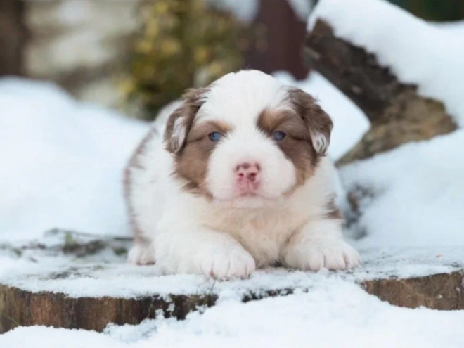 Australian Shepherd Welpe zu verkaufen