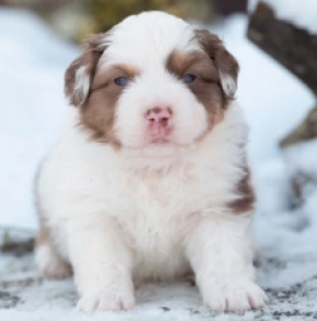 Perros Pastor Australiano en venta
