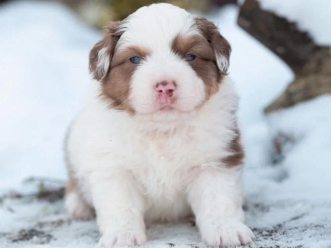 Australian Shepherd Welpe zu verkaufen