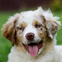 Bailey – Miniature American Shepherd, red merle tricolor Pastor Australiano en venta
