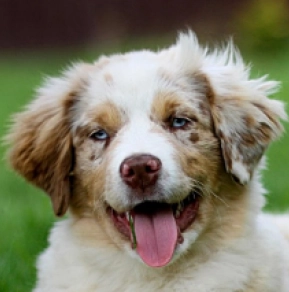 Perros Pastor Australiano en venta