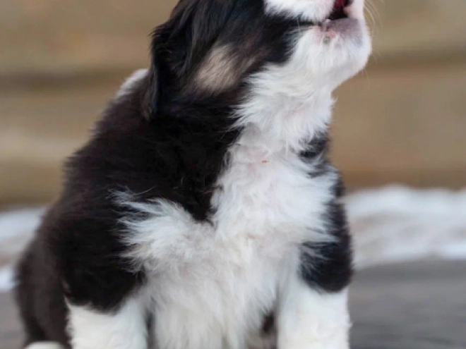 Australian Shepherd puppy for sale