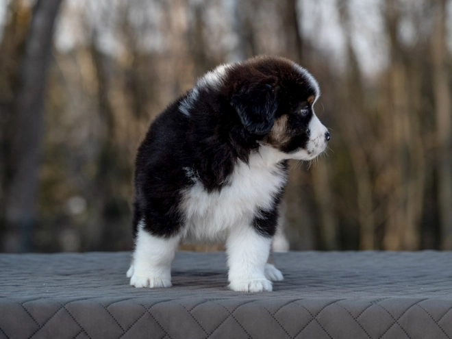 Perros Pastor Australiano en venta