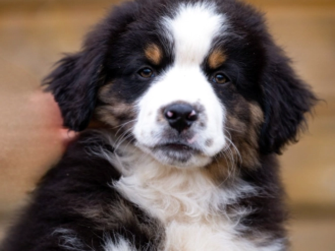 Perros Pastor Australiano en venta