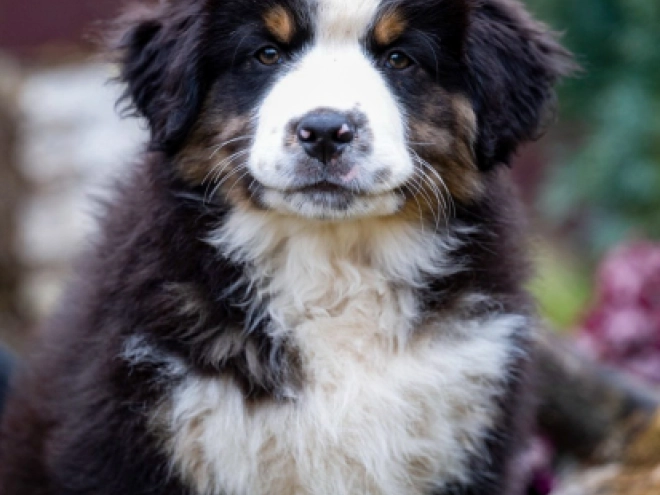 Perros Pastor Australiano en venta