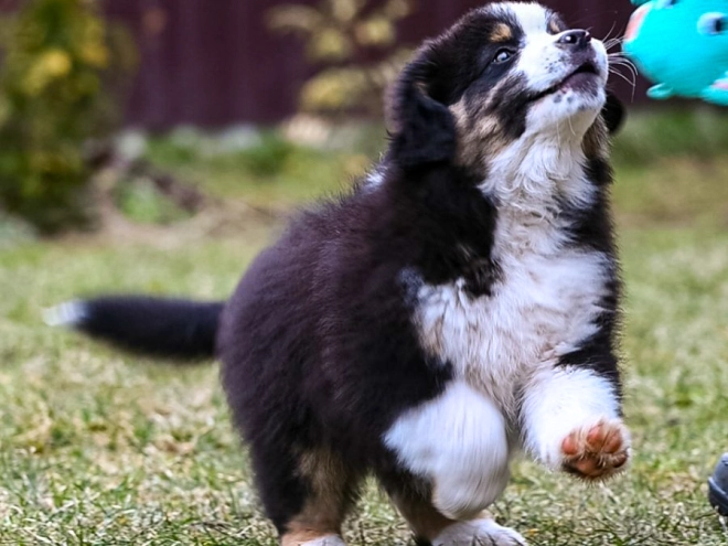 Perros Pastor Australiano en venta