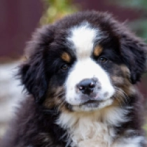 Perros Pastor Australiano en venta