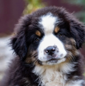 Australian Shepherd puppy for sale