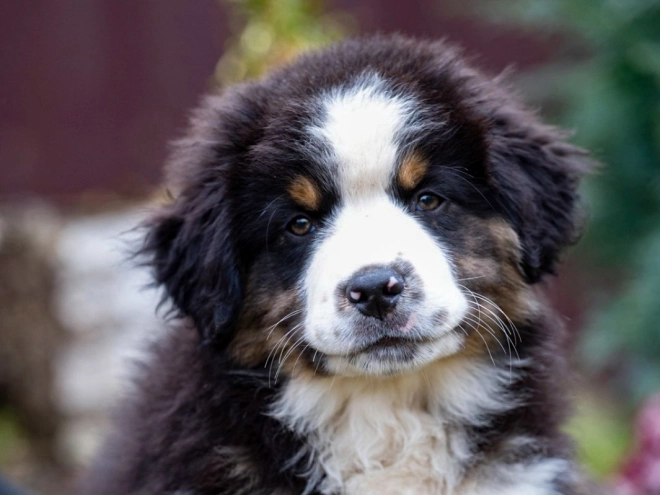 Perros Pastor Australiano en venta
