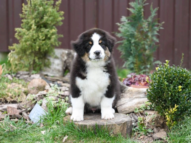 Perros Pastor Australiano en venta