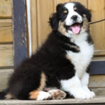 Bear – Miniature American Shepherd, tricolor Pastor Australiano en venta