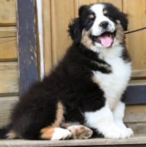 Perros Pastor Australiano en venta