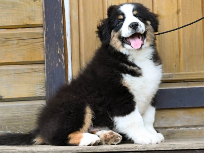 Perros Pastor Australiano en venta