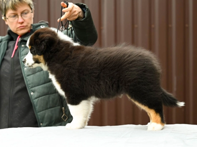 Perros Pastor Australiano en venta