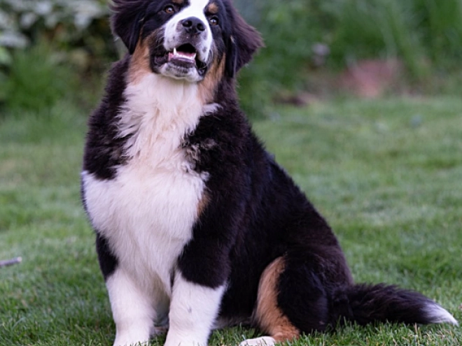 Perros Pastor Australiano en venta
