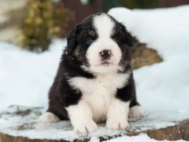 Australian Shepherd puppy for sale