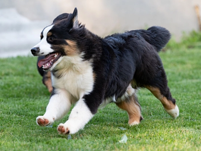 Perros Pastor Australiano en venta