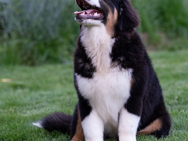Perros Pastor Australiano en venta
