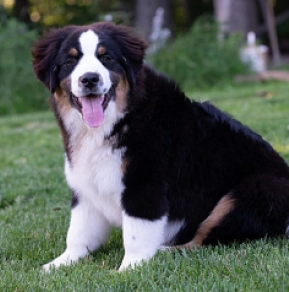Australian Shepherd Welpe kaufen
