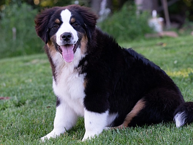 Perros Pastor Australiano en venta