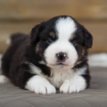 Perros Pastor Australiano en venta