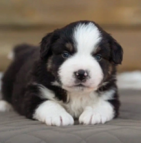Perros Pastor Australiano en venta