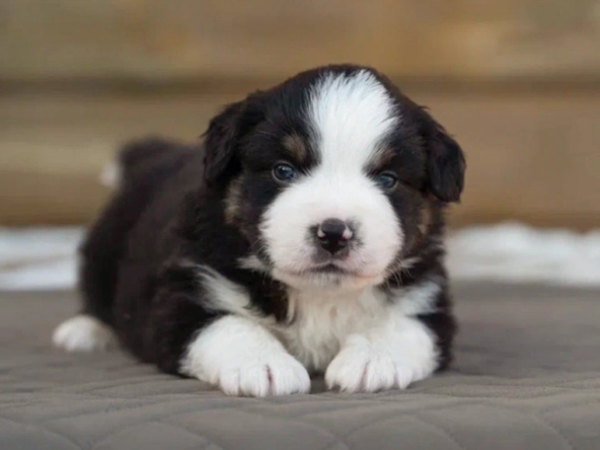 Australian Shepherd puppy for sale
