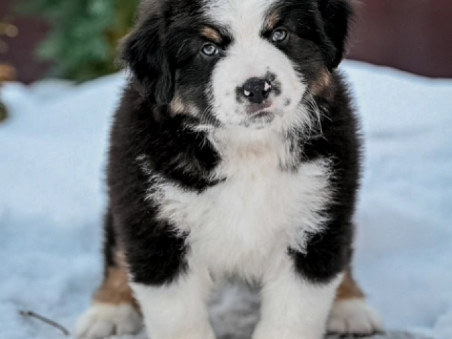 Perros Pastor Australiano en venta